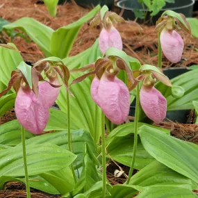 Lady's Slipper - Pink